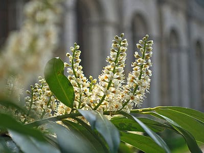 A English Laurel vs. Cherry Laurel: What’s the Difference?
