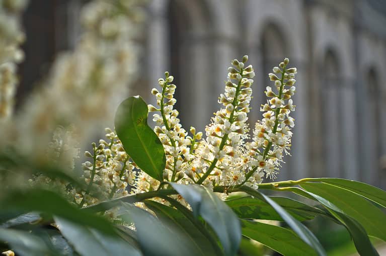 Cherry laurel