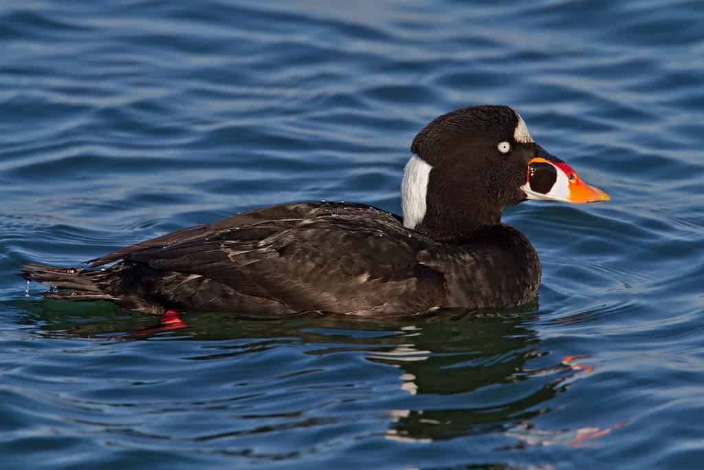 Surf Scoter