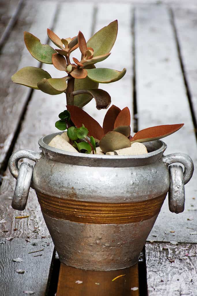 Kalanchoe orgyalis plant in a silver pot on a wet patio.