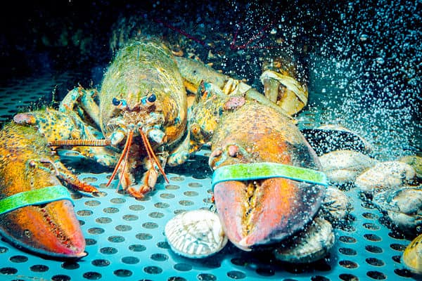 Lobsters' long lifespan could potentially be due to the enzyme telomerase, which is expressed by most vertebrates during embryonic stages yet is, for the most part, absent from adult stages of life.