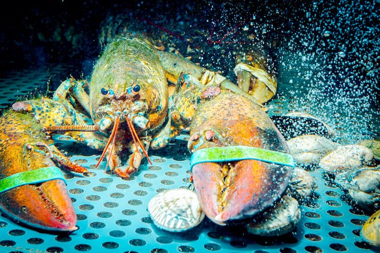Lobster in tank