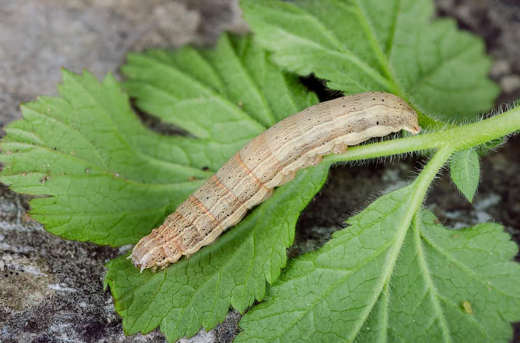 Baby underwing moths are called caterpillars