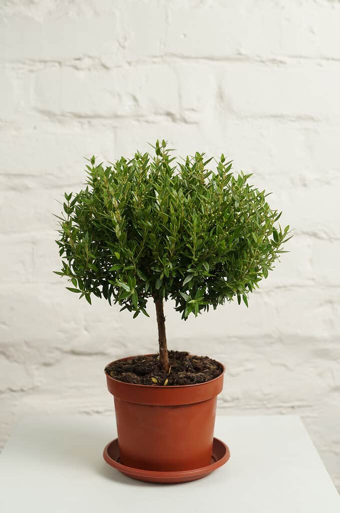 tall artificial indoor plant VeriNatural 8FT Artificial Olive Tree Indoor  Large Tall Faux Olive Tree  with 18 White Round Planter, Full & Lush Fake Plant for Living Room,