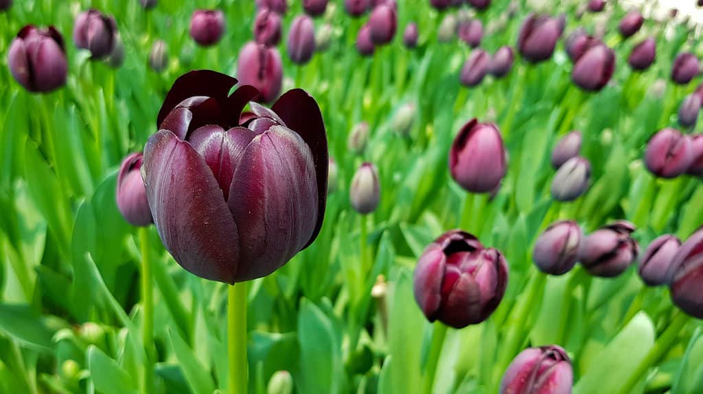 Hoa tulip Nữ hoàng bóng đêm màu tím đậm đang nở rộ
