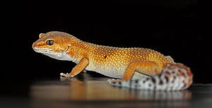 Tangerine leopard gecko
