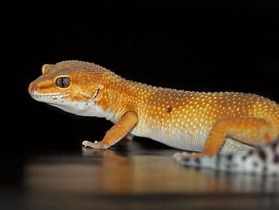 Tangerine Leopard Gecko Picture