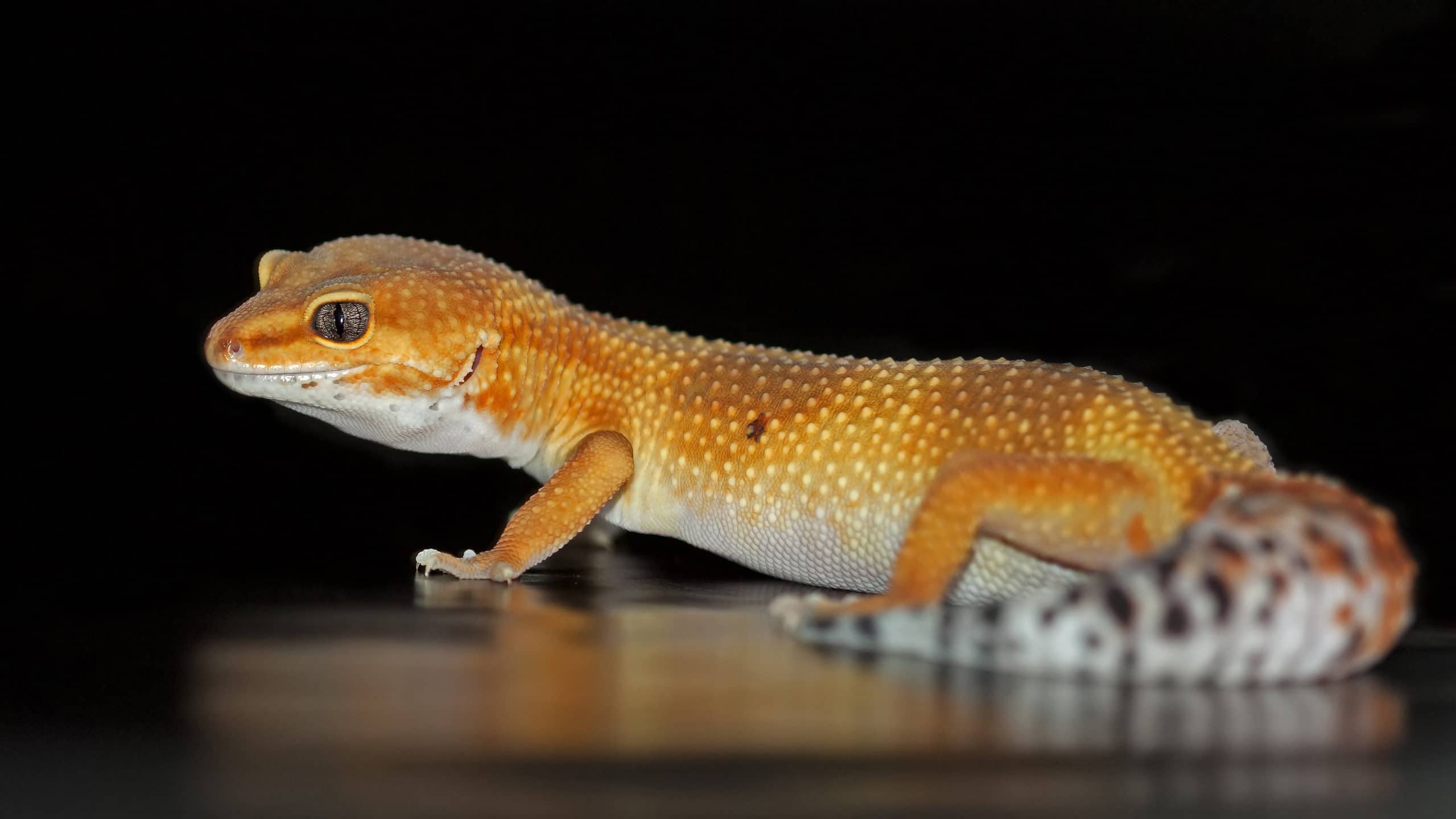Tangerine Leopard Gecko Hatchling Tangerine Leopard Gecko Hatchling