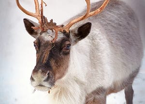 How Long Do Reindeer Live? Picture