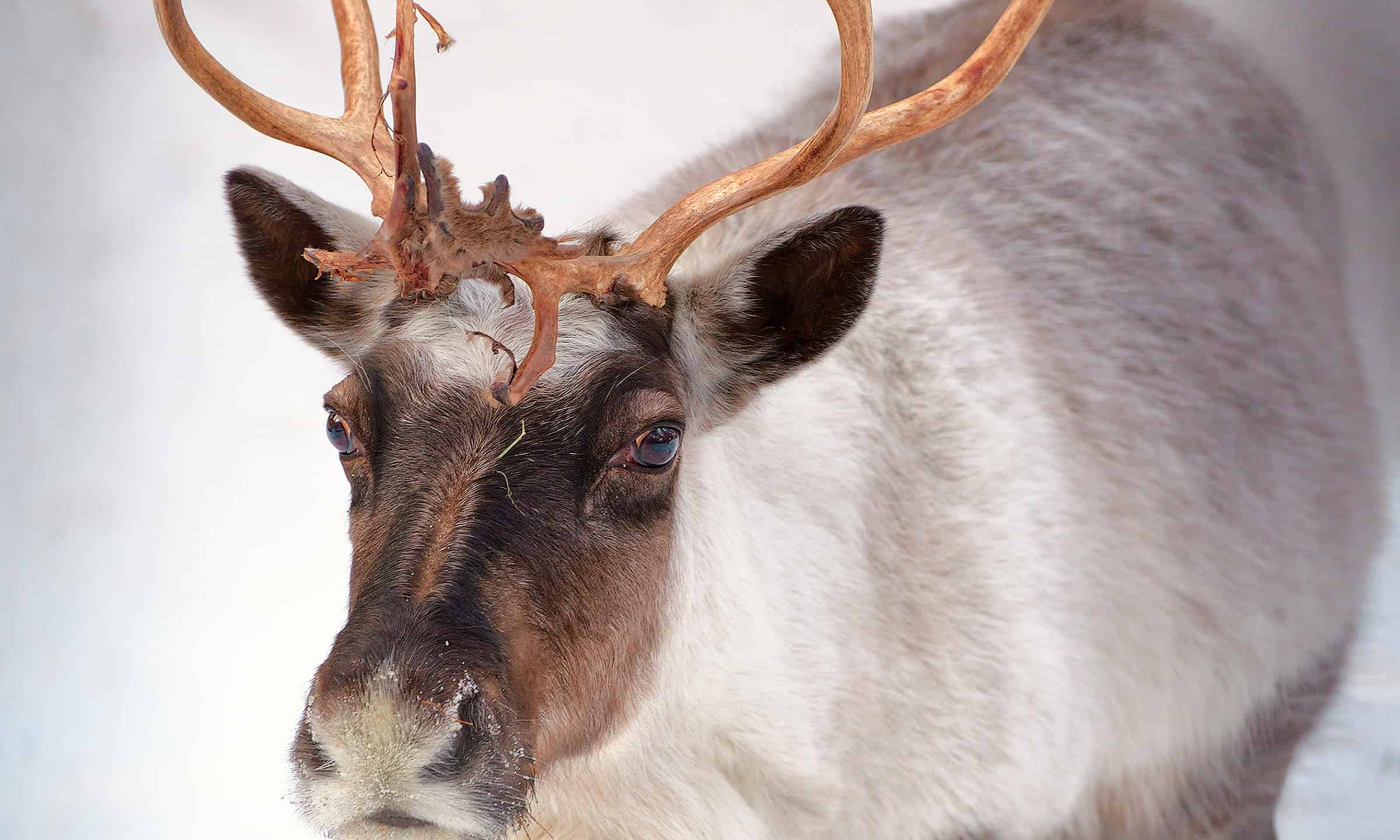 Close up of reindeer face and nose