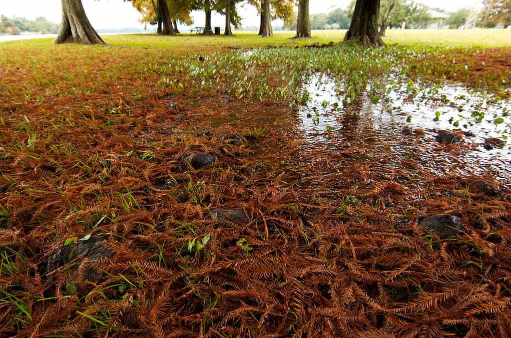Fallen leaves Baton Rouge, Louisiana