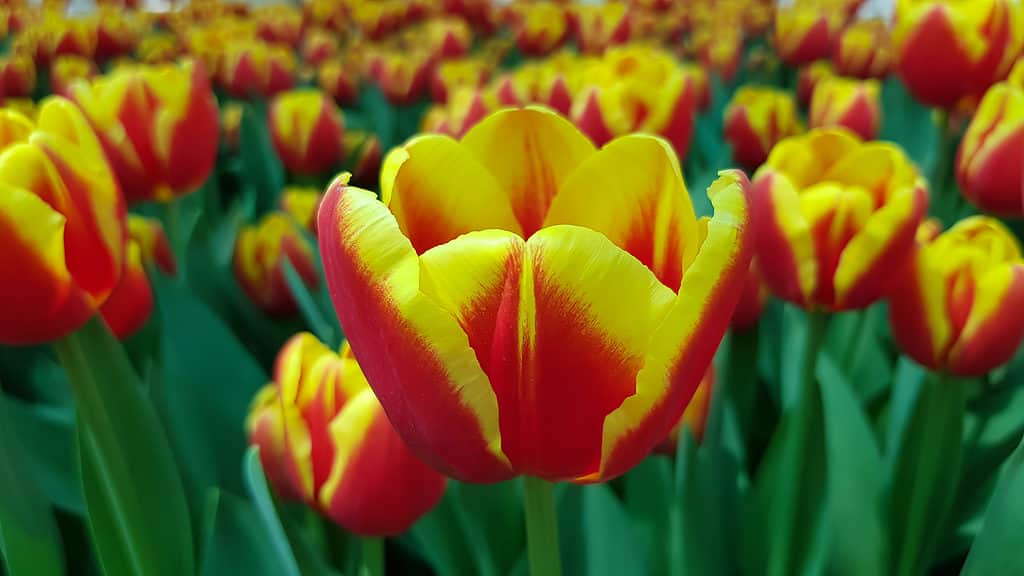 Red and yellow Darwin hybrid tulips