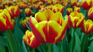 3 Tulips To Grow in Utah Picture
