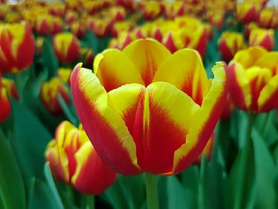 A 3 Tulips That Thrive In Nevada