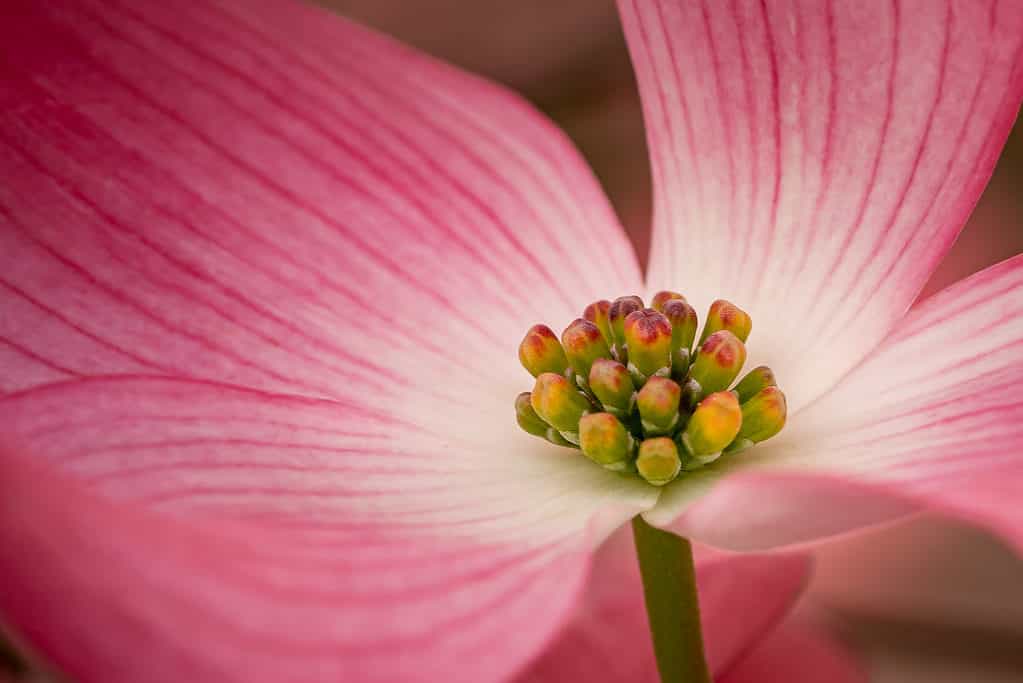 macro photo of pink dogwood flower