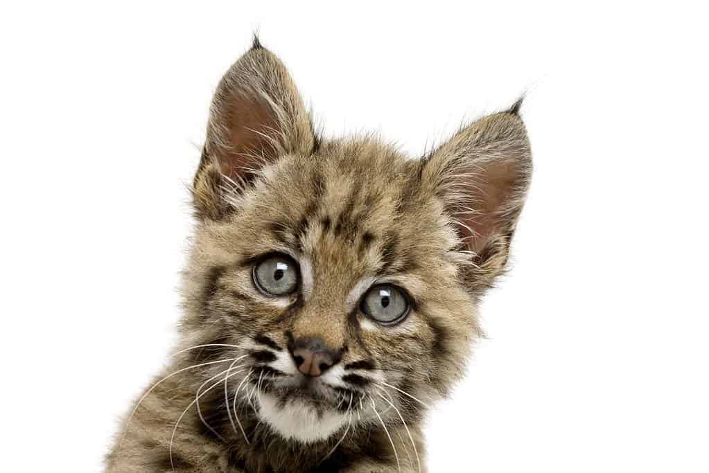 Beautiful baby bobcat face with eyes wide open