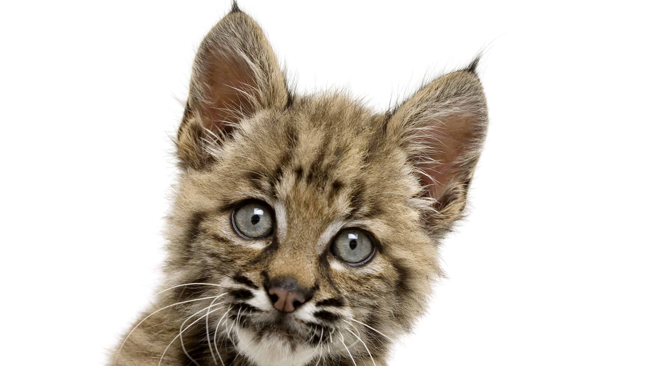 Beautiful baby bobcat face with eyes wide open