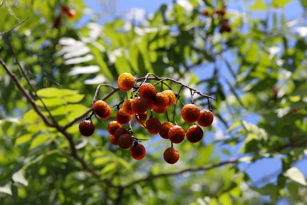 The small orange fruit of the soapberry is toxic to humans.