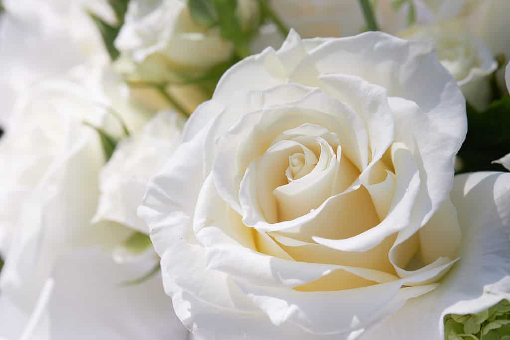 A closeup of a vibrant cream-white rose