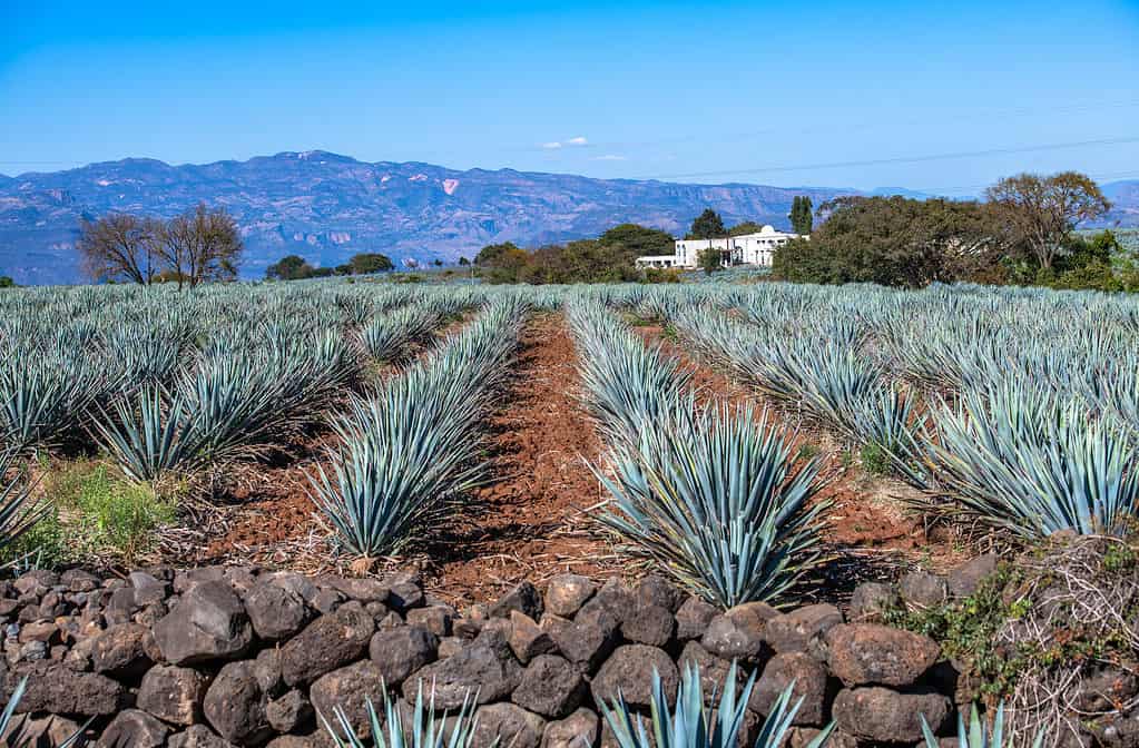 Field of blue agave plants in Mexico