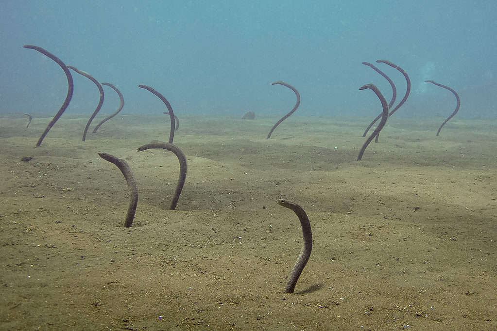Pacific Spaghetti eels