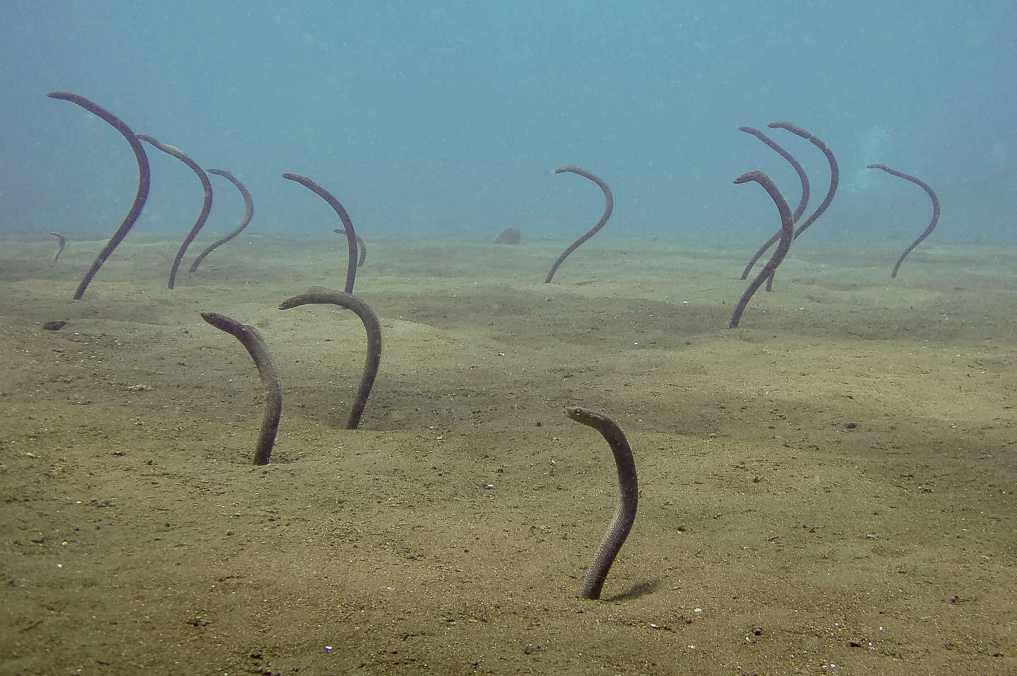 Pacific Spaghetti Eel Animal Facts - Moringua edwardsi - A-Z Animals