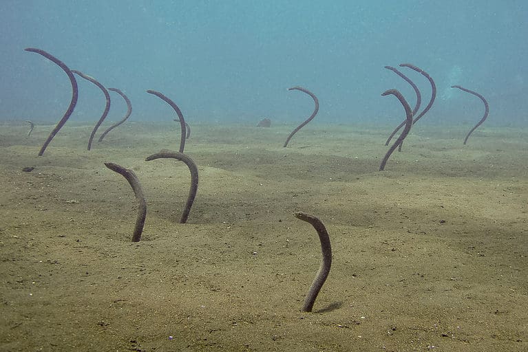 Pacific Spaghetti Eel