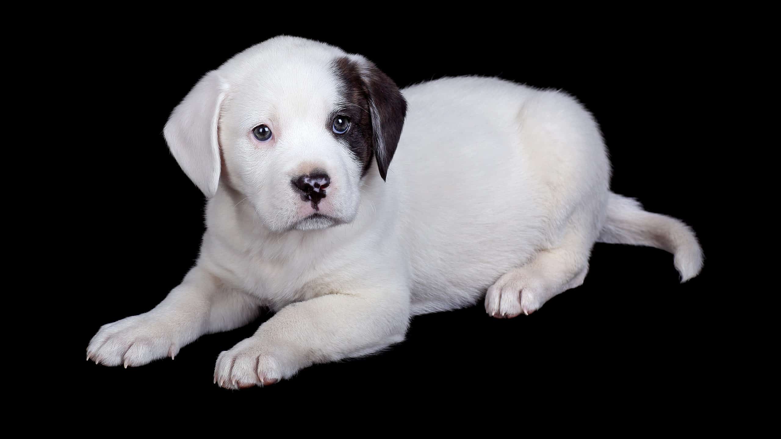 skrive fordrejer Terapi Bulldog Mix Dog Breed Complete Guide - AZ Animals