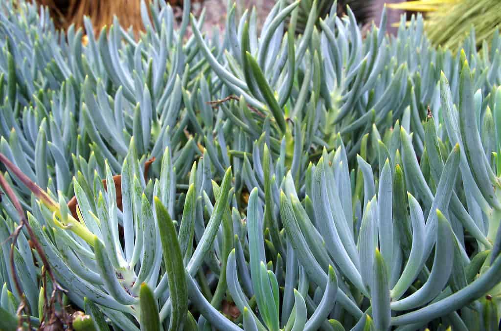 Succulent Senecio serpens "Blue Chalksticks"