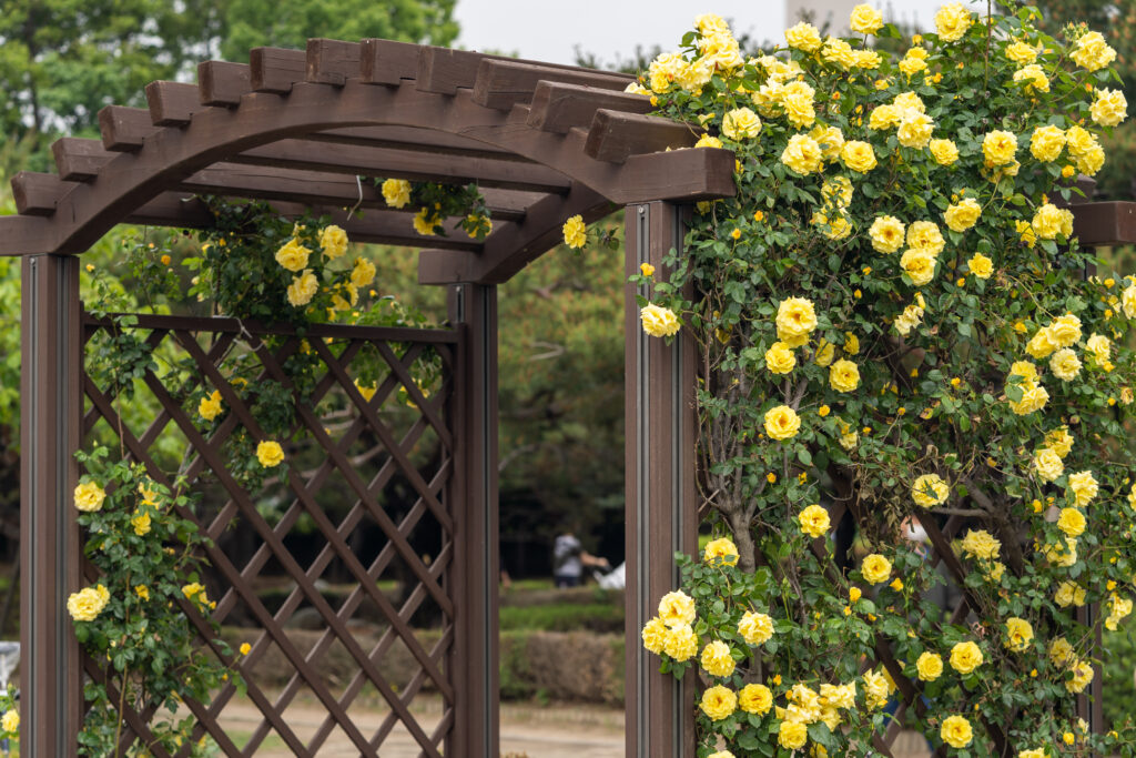 Yellow climbing roses covering a brown trellis in a garden