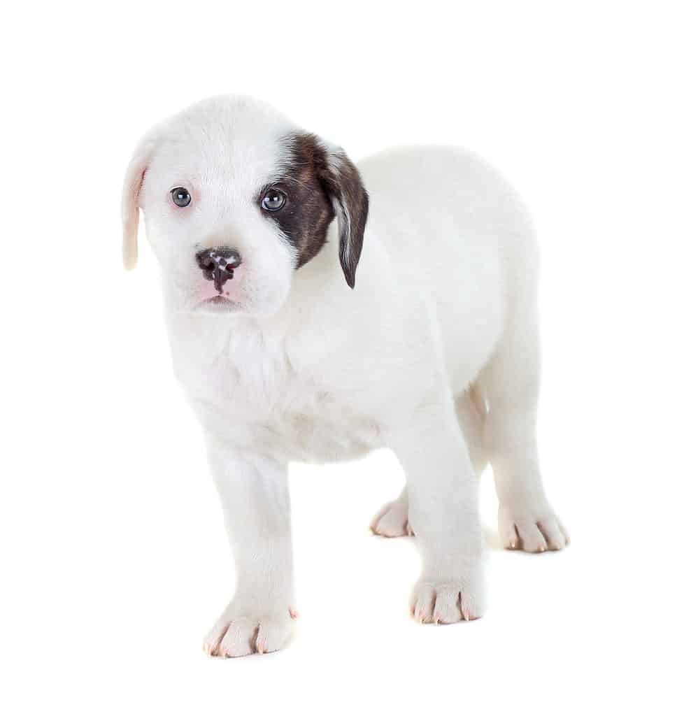 Bulldog best sale cross breeds