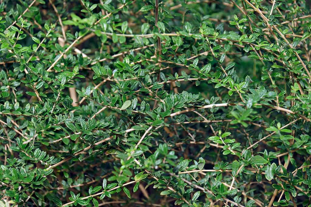 Bahama berry tree