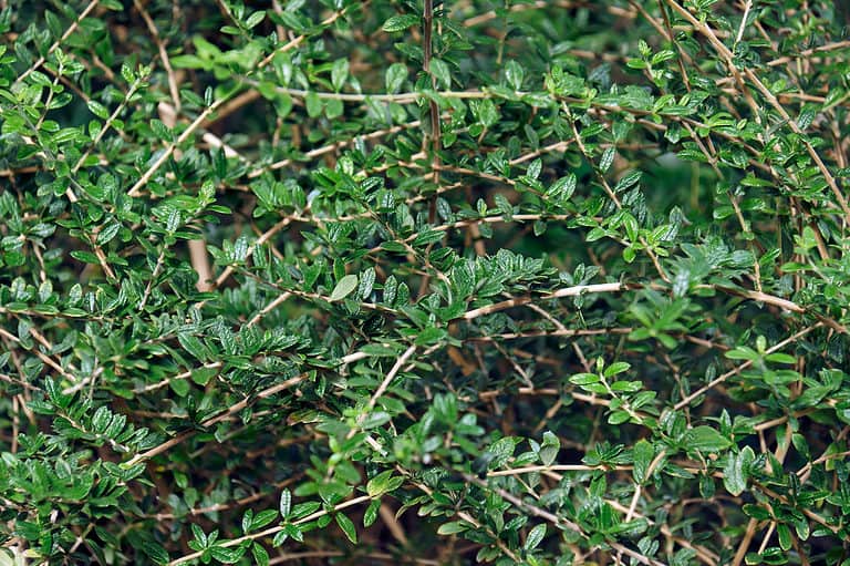 Bahama berry tree