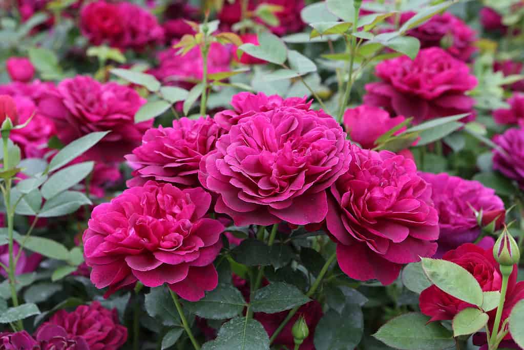 Một bụi hoa hồng Darcey màu đỏ tím nở trong vườn