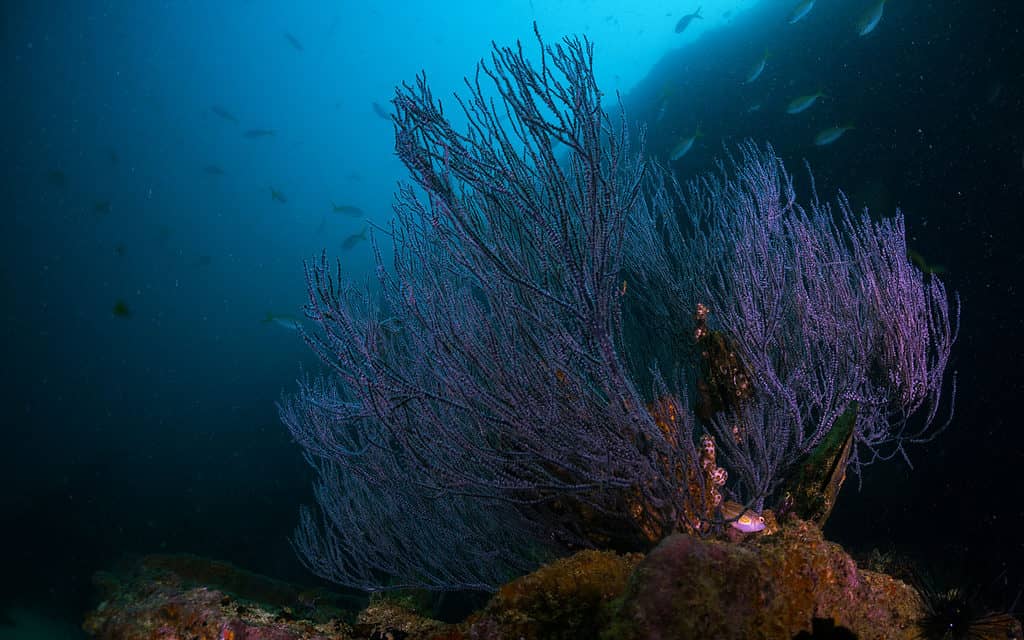 Branching Antipatharians Black Coral