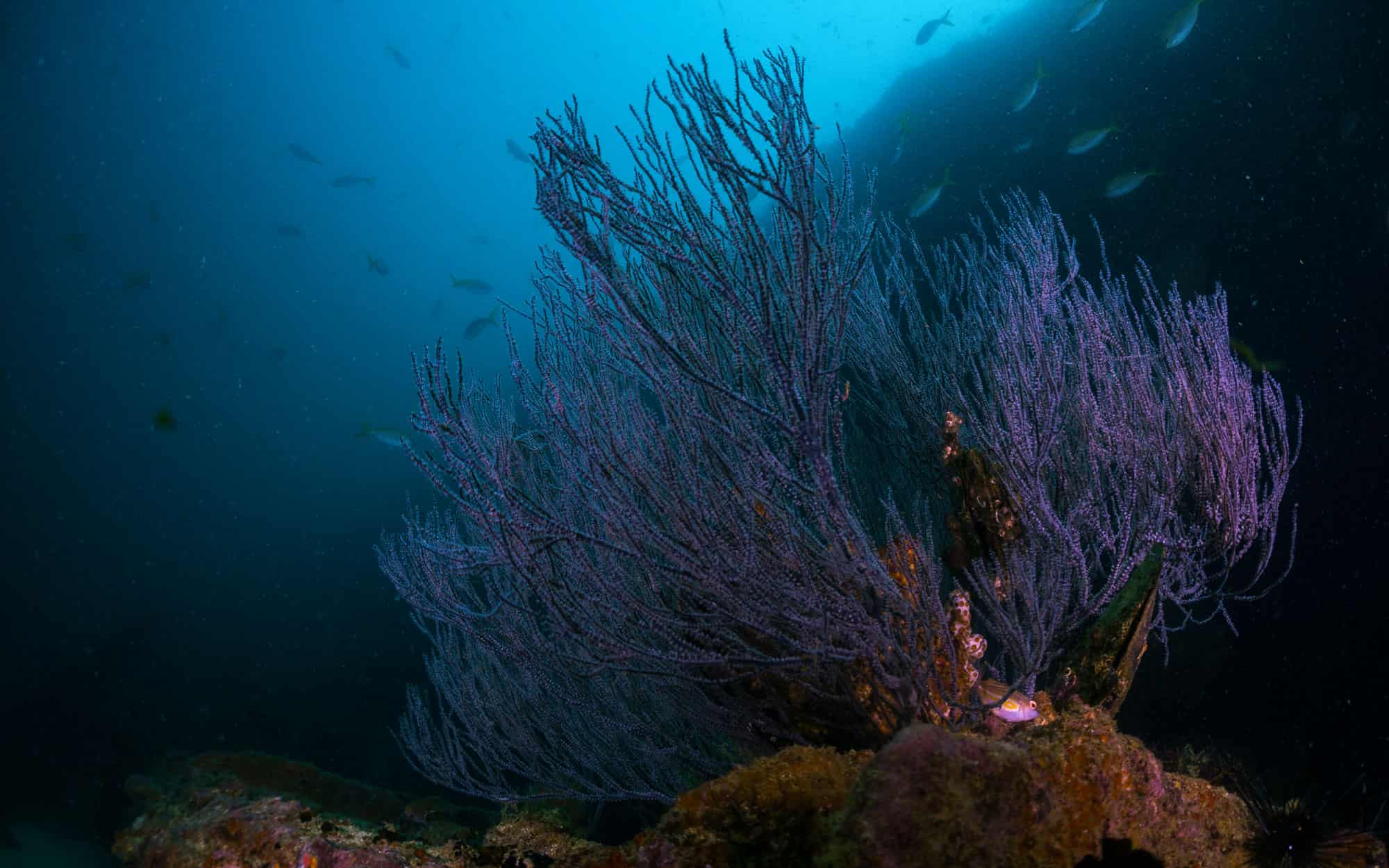 Branching Antipatharians Black Corals