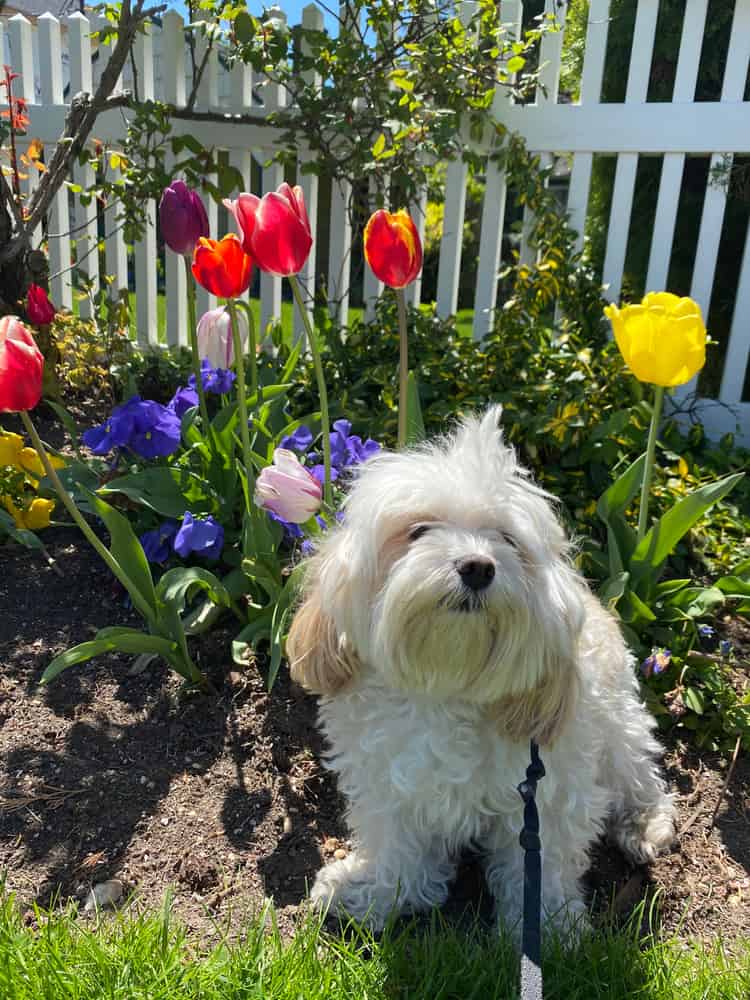 A cavamalt sitting in a garden