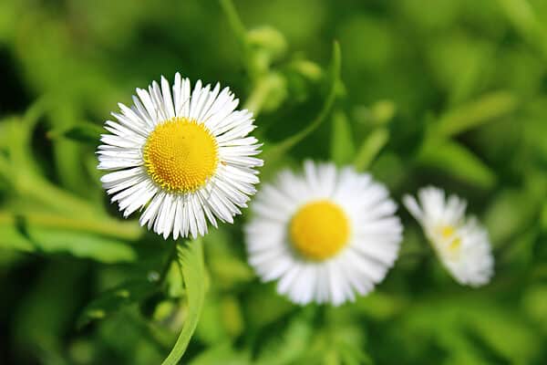 8 Native Plants in North Dakota