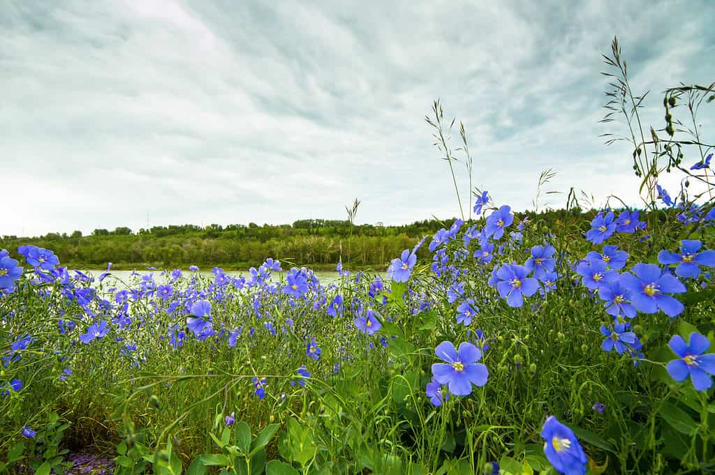 Prairie flax (Linum lewisii)