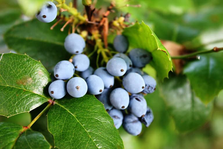Oregon grape (Mahonia aquifolium)