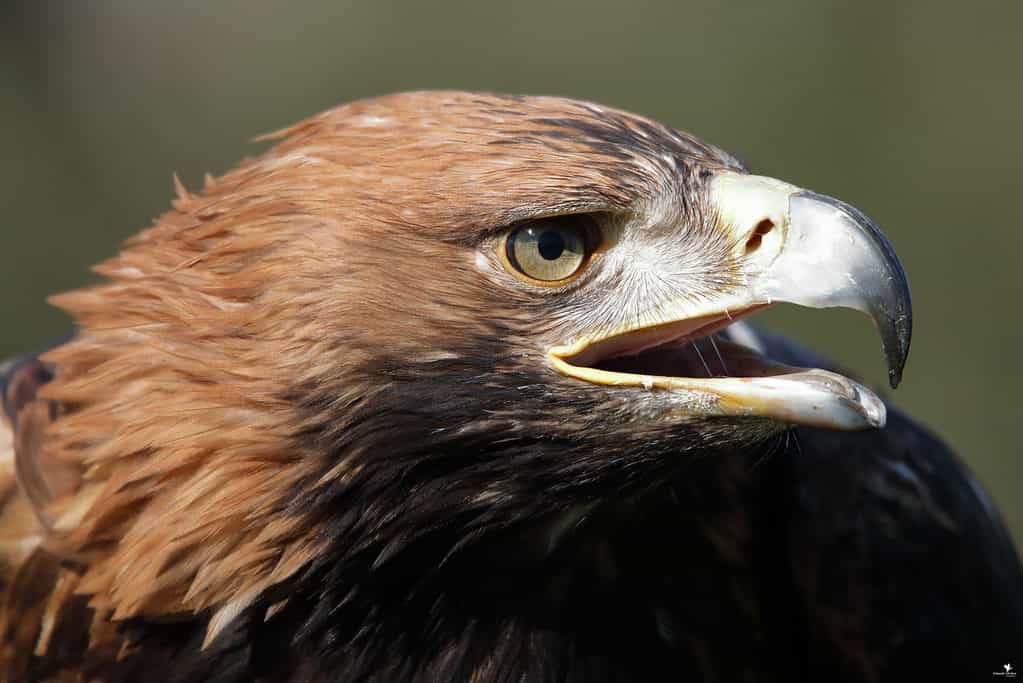 There are approximately ten breeding pairs of imperial eagles in Spain.