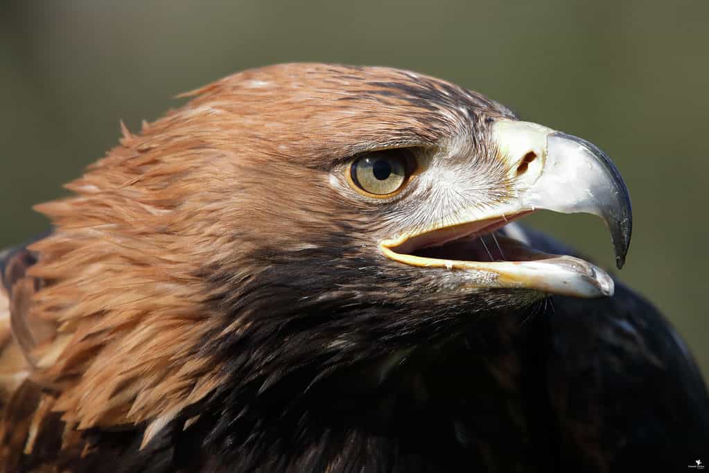 Golden Eagle  San Diego Zoo Animals & Plants