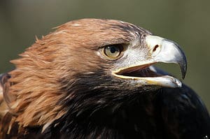 Federal Eagle: The National Bird of Germany Picture