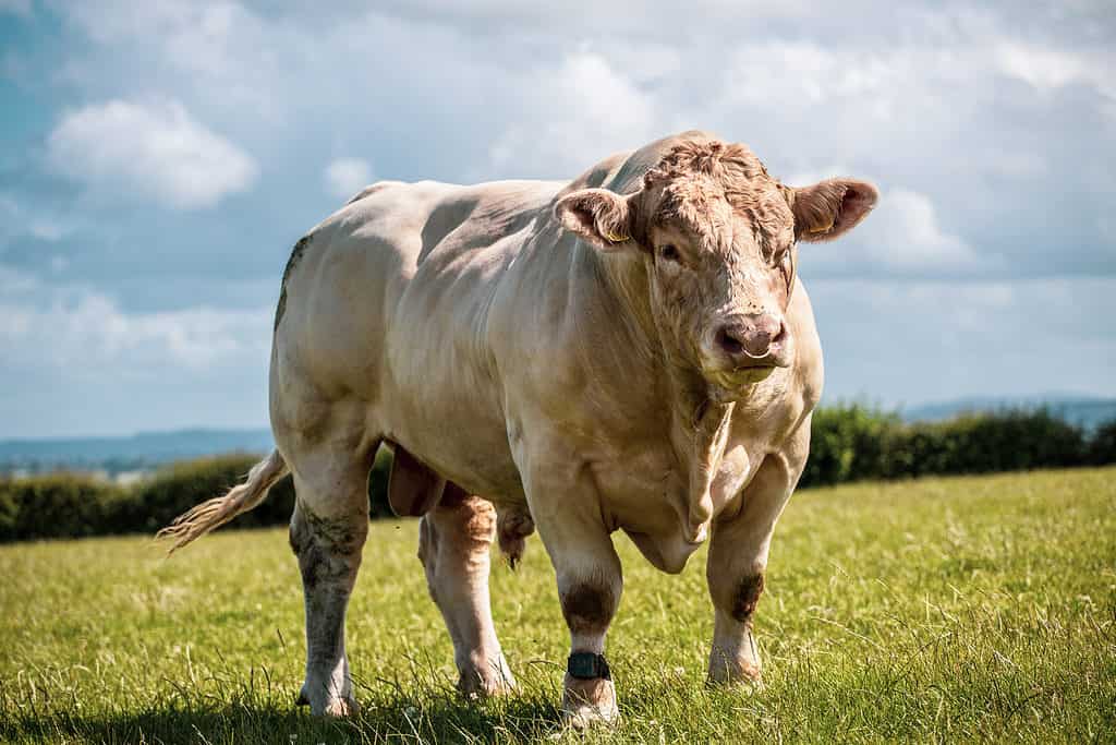 powerful Charolais bull