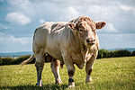 Cattle bred for meat production have large muscles
