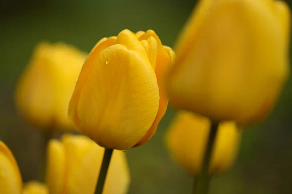 'Golden Apeldoorn' Darwin hybrid tulips in bloom
