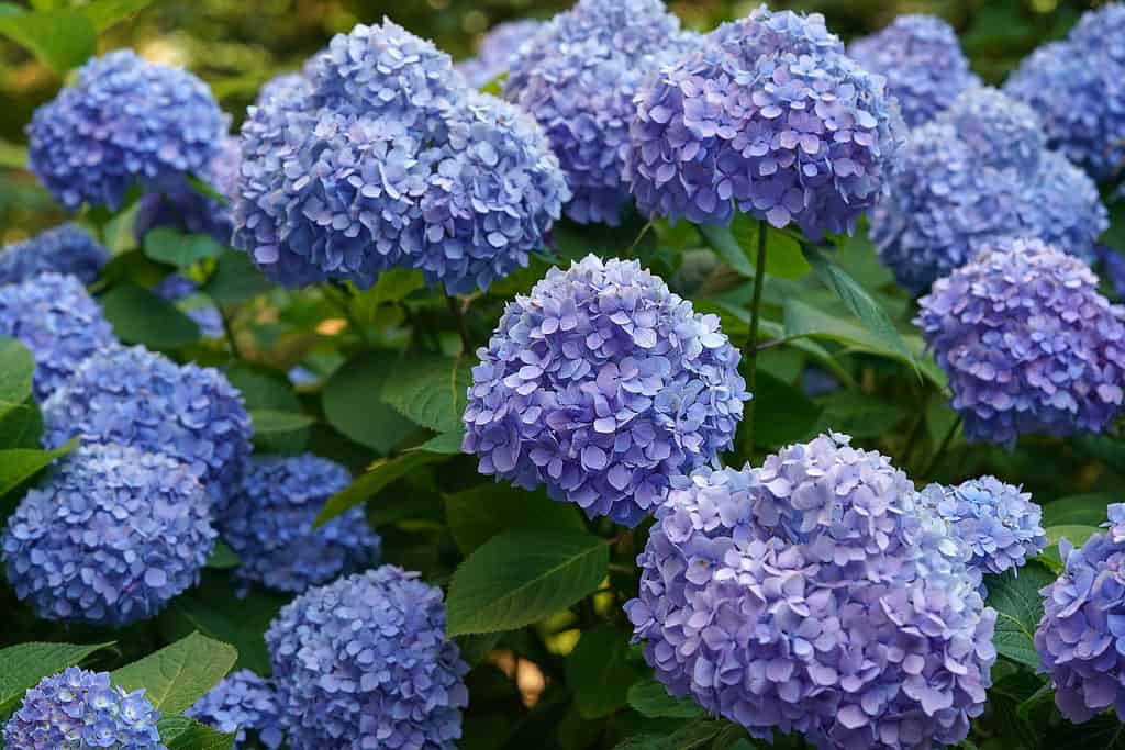 Hortensia BloomStruck à fleurs violettes et bleues.