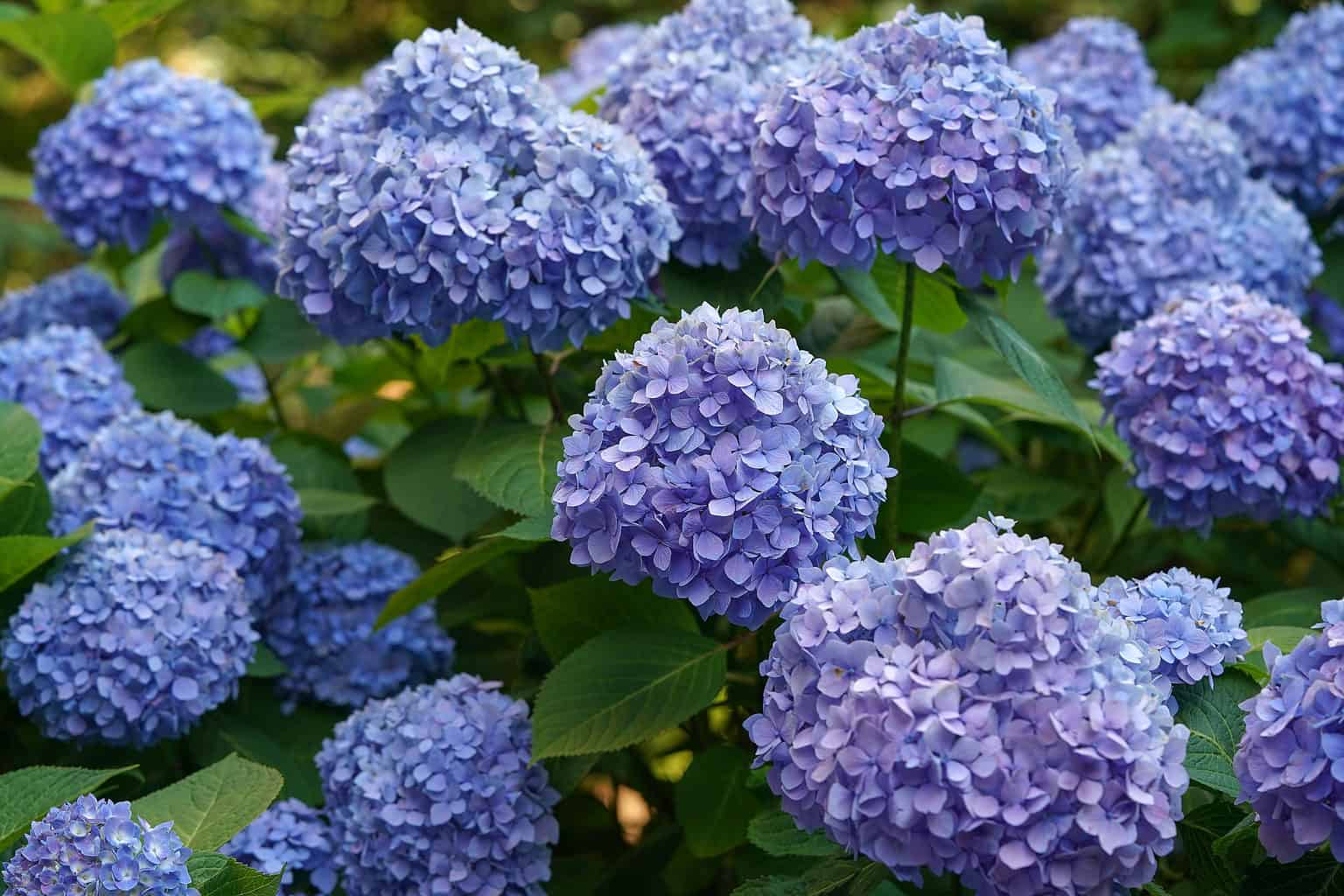 Endless Summer® Hydrangea vs. BloomStruck®: What’s the Difference?