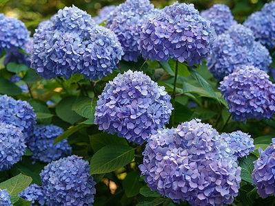 A Hydrangea Flowers: Meaning, Symbolism, and Proper Occasions