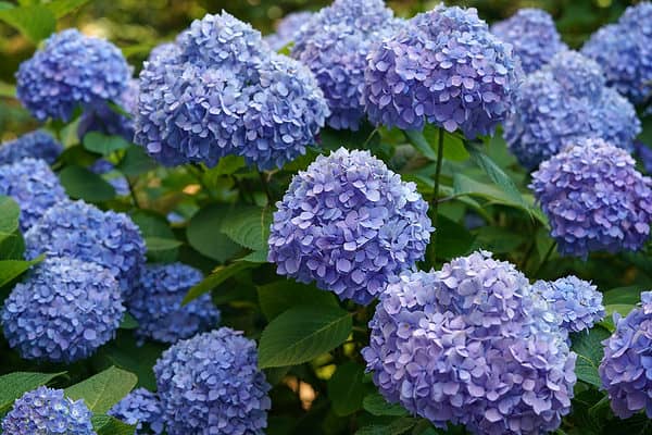 Endless Summer® Hydrangea vs. BloomStruck®: What's the Difference? - A ...